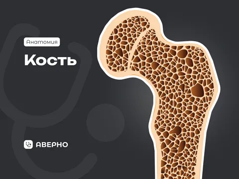 Кость