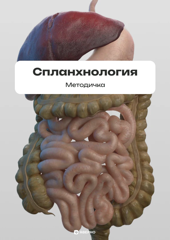 Методичка по спланхнологии