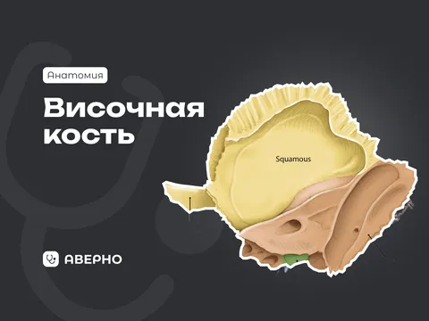 Височная кость