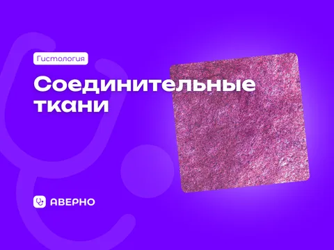 Соединительные ткани: полный разбор для экзамена по гистологии