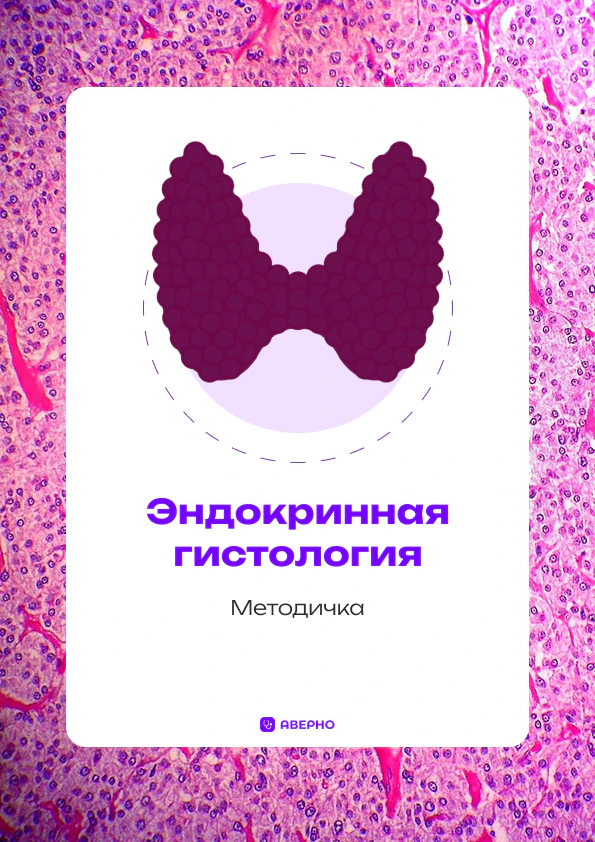 Эндокринная гистология