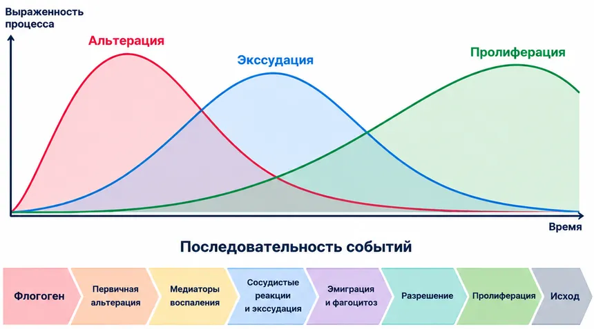 Схема стадий воспаления. Три перекрывающиеся кривые показывают, что альтерация, экссудация и пролиферация начинаются почти одновременно, но преобладают в разное время. Ниже цепочка событий: флогоген → первичная альтерация → медиаторы → сосудистые реакции и экссудация → эмиграция и фагоцитоз → разреш