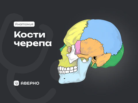 Кости черепа: мозговой и лицевой отделы