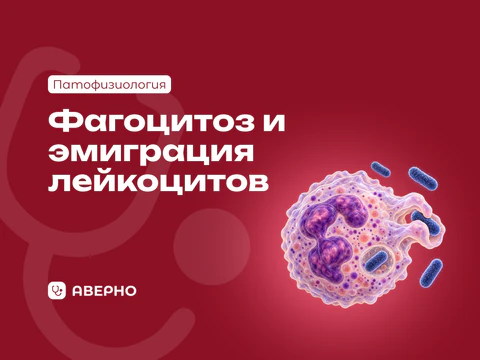 Фагоцитоз и эмиграция лейкоцитов