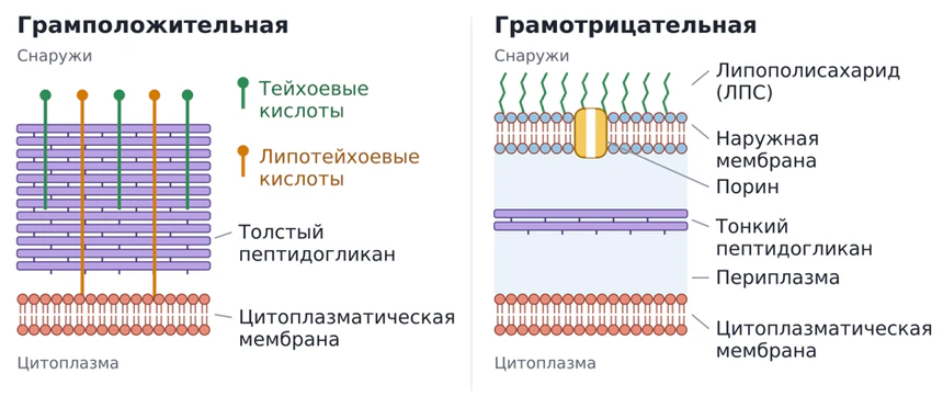 Схема клеточной стенки грамположительной и грамотрицательной бактерии