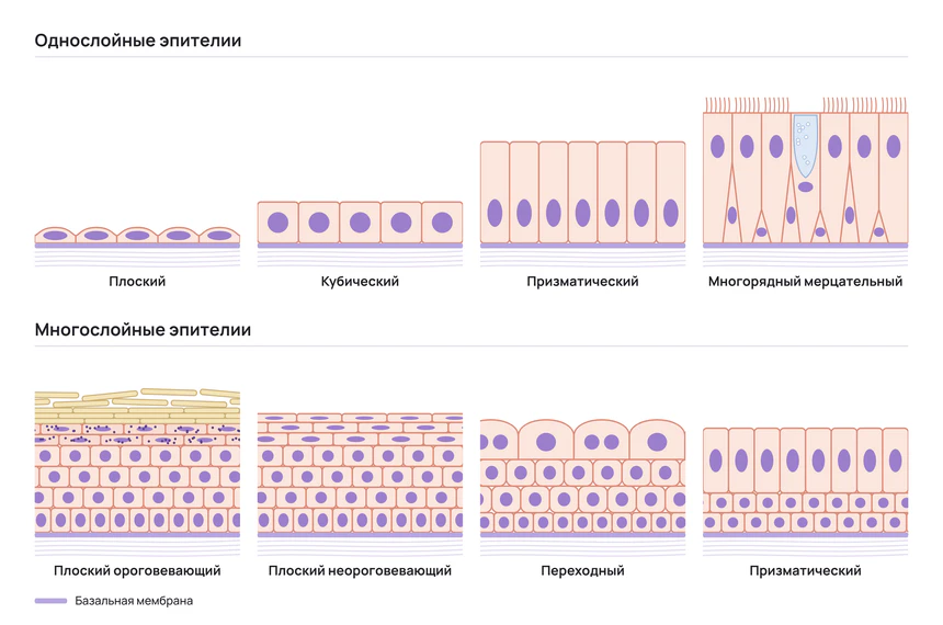 Схемы видов покровного эпителия в разрезе на базальной мембране. Верхний ряд – однослойные эпителии: плоский, кубический, призматический и многорядный мерцательный с ядрами на разных уровнях. Нижний ряд – многослойные: плоский ороговевающий с роговым слоем, плоский неороговевающий, переходный с круп