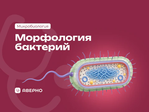 Морфология бактерий: формы и строение бактериальной клетки