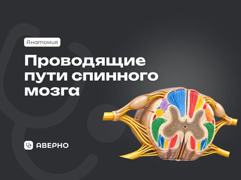 Проводящие пути спинного мозга: восходящие и нисходящие