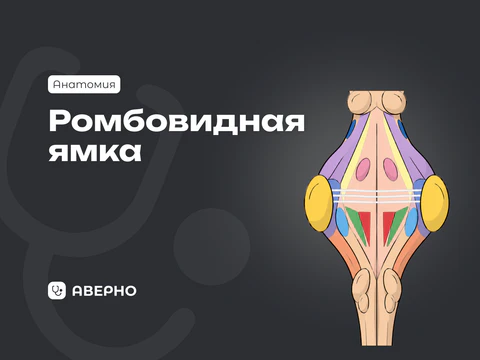Ромбовидная ямка