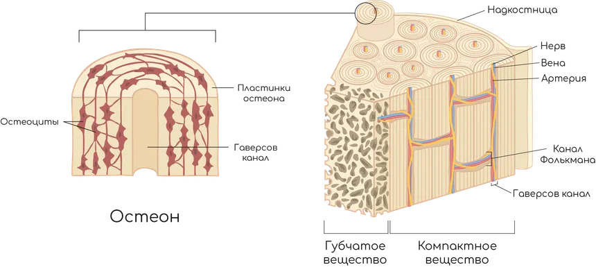 Схема строения костной ткани. Слева — увеличенный остеон в разрезе: гаверсов канал в центре, вокруг него концентрические пластинки остеона и остеоциты. Справа — фрагмент кости: надкостница, компактное вещество из остеонов с гаверсовыми каналами и каналами Фолькмана, в которых проходят артерия, вена